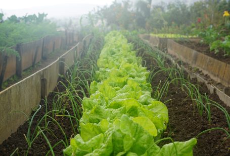 green-leafed-plants