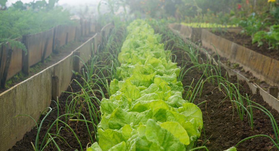 green-leafed-plants