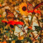 butterflies in garden