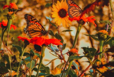 butterflies in garden