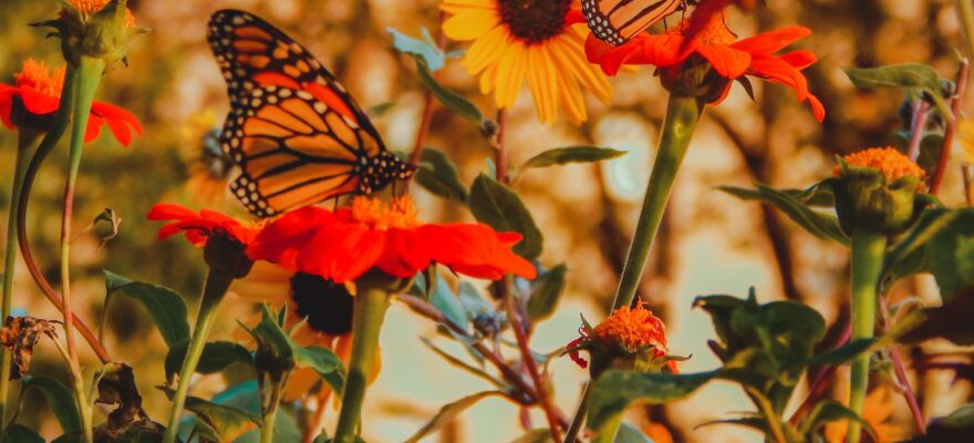 butterflies in garden