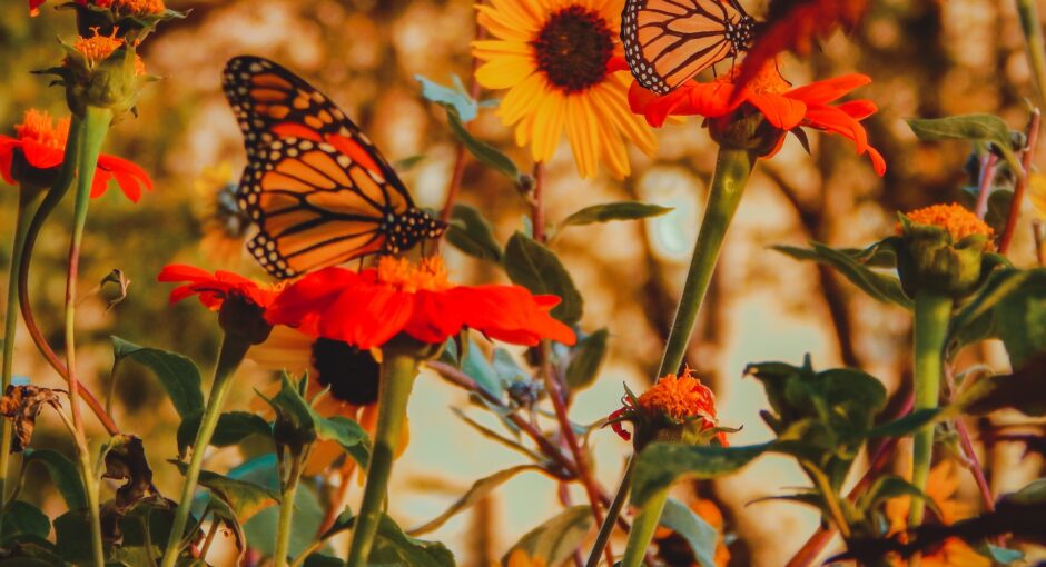 butterflies in garden