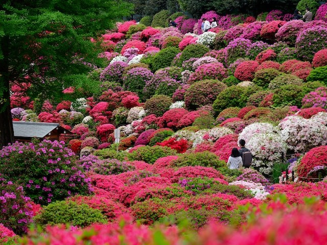 colorful garden