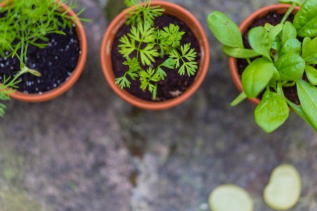 little plants for garden