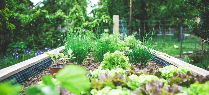 organic home garden