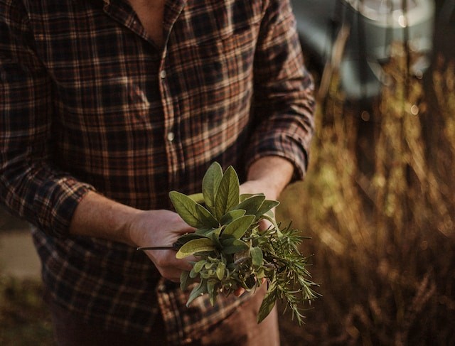 person holding herbs