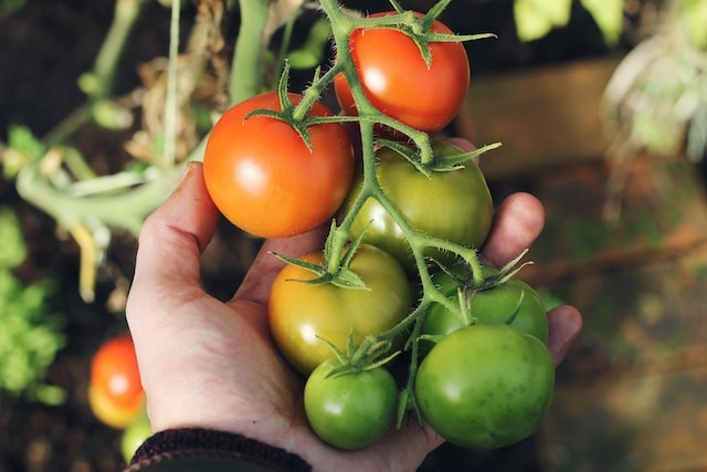 person holding the home tomatoes