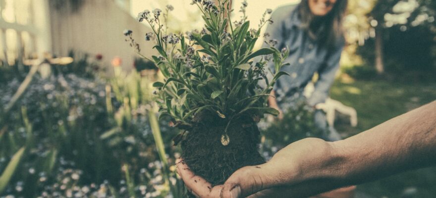 person holding the plant