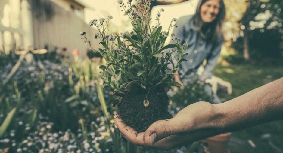 person holding the plant