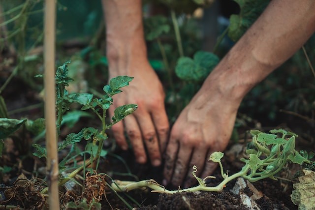 person planting the flowers