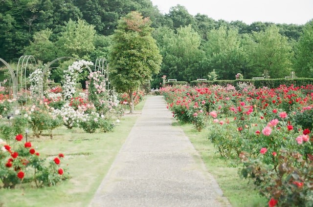 photo of the garden