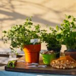 planted herbs on wooden table