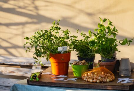 planted herbs on wooden table