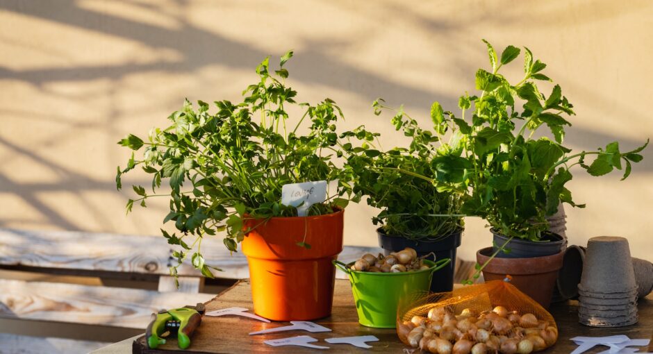 planted herbs on wooden table