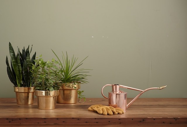plants with garden equipments on the table