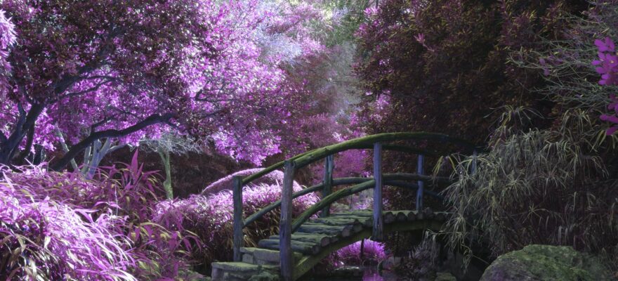 purple garden