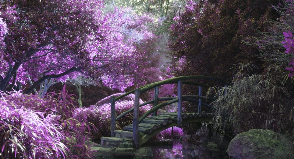 purple garden