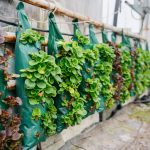 a-row-of-green-plants-growing-on-a-wall