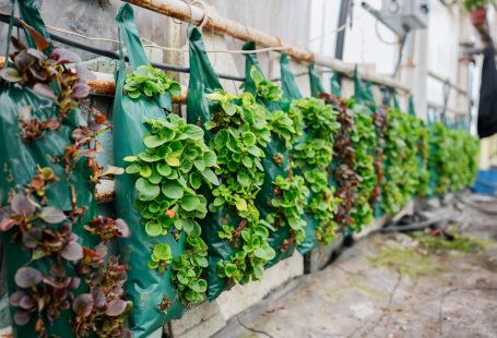 a-row-of-green-plants-growing-on-a-wall