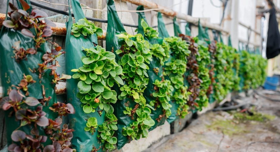 a-row-of-green-plants-growing-on-a-wall