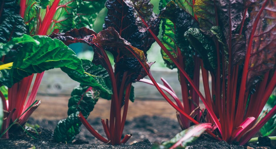 green-and-red-plant